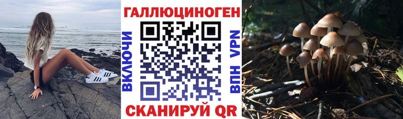 Галлюциногенные грибы Psilocybine cubensis  Купить где  Бор 